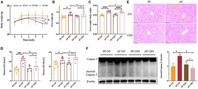 Dietary camellia seed oil attenuates liver injury in mice chronically exposed to alcohol